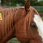 Load image into Gallery viewer, Uno, the wild stud with one ear
