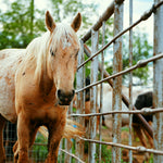 Load image into Gallery viewer, Raja in the auction holding pens in Bowie, Texas, May 1 2026
