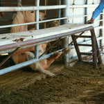 Load image into Gallery viewer, Raja down under the rail in the auction processing chute
