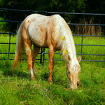 Load image into Gallery viewer, Raja grazing in quarantine at Nirvana
