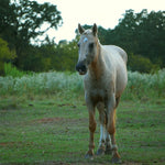 Load image into Gallery viewer, Raja on sanctuary land, September 2026
