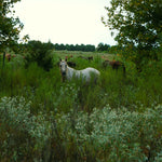 Load image into Gallery viewer, Raja with his herd in the brush
