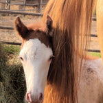 Load image into Gallery viewer, Rustler, a chestnut and white paint colt, framed by his mama Sierra's golden mane

