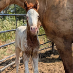 Load image into Gallery viewer, Newborn Rustler standing under his mama Sierra
