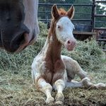 Load image into Gallery viewer, Rustler sitting up in the hay beside his mama
