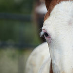 Load image into Gallery viewer, Close-up of Rustler's eye and white face
