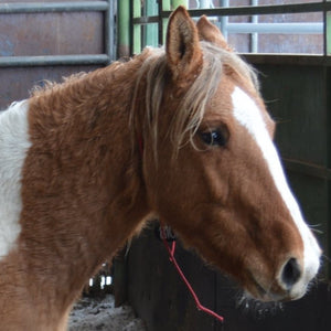 Petunia the South Steens Mare