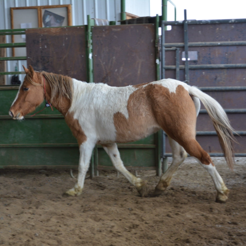 Petunia the South Steens Mare