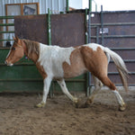 Load image into Gallery viewer, Petunia the South Steens Mare
