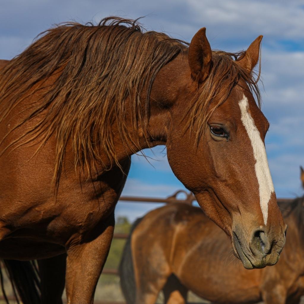 Alzena the Alpine Mare