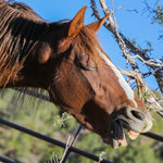 Load image into Gallery viewer, Alzena the Alpine Mare
