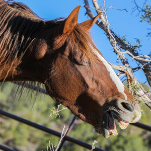 Alzena the Alpine Mare