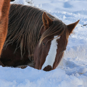 Alzena the Alpine Mare