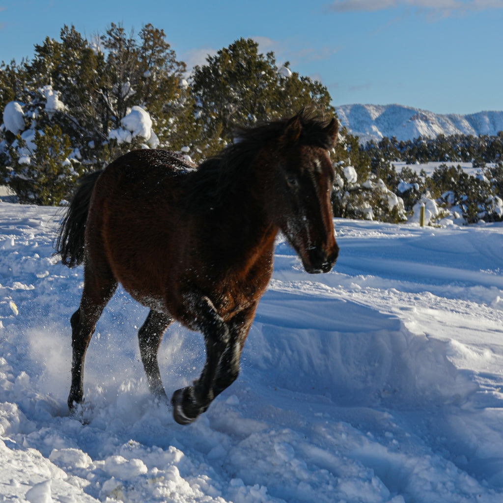 Silky the Alpine Mare