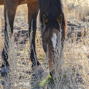 Raina the Alpine Mare