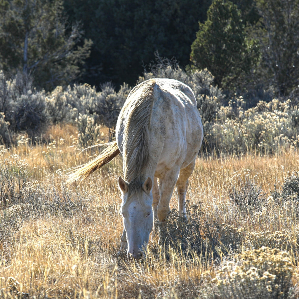 Azura the Alpine Mare