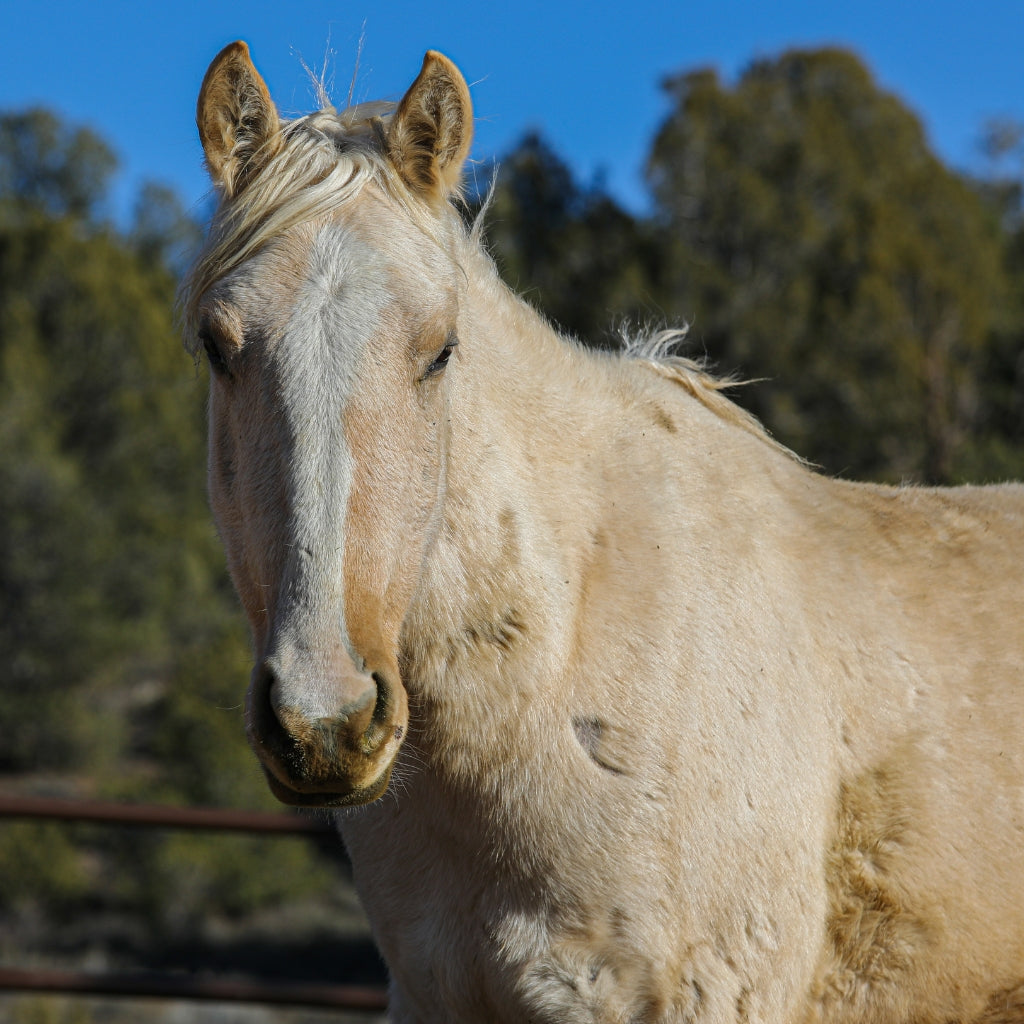 Willow the Alpine Mare