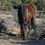 Load image into Gallery viewer, Silky the Alpine Mare
