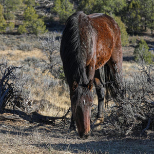 Silky the Alpine Mare