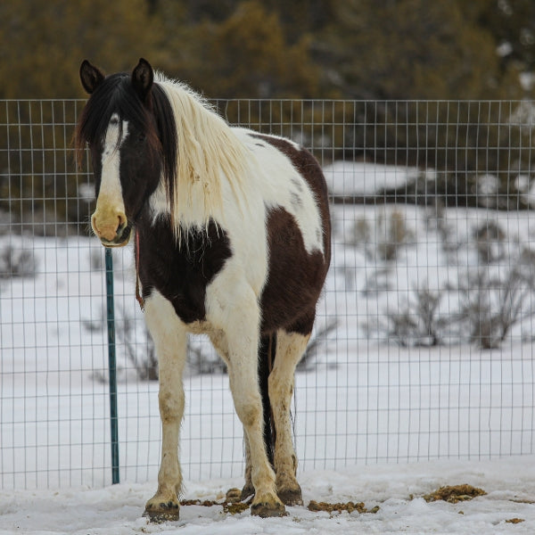 Dahlia the South Steens Mare