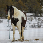 Load image into Gallery viewer, Dahlia the South Steens Mare
