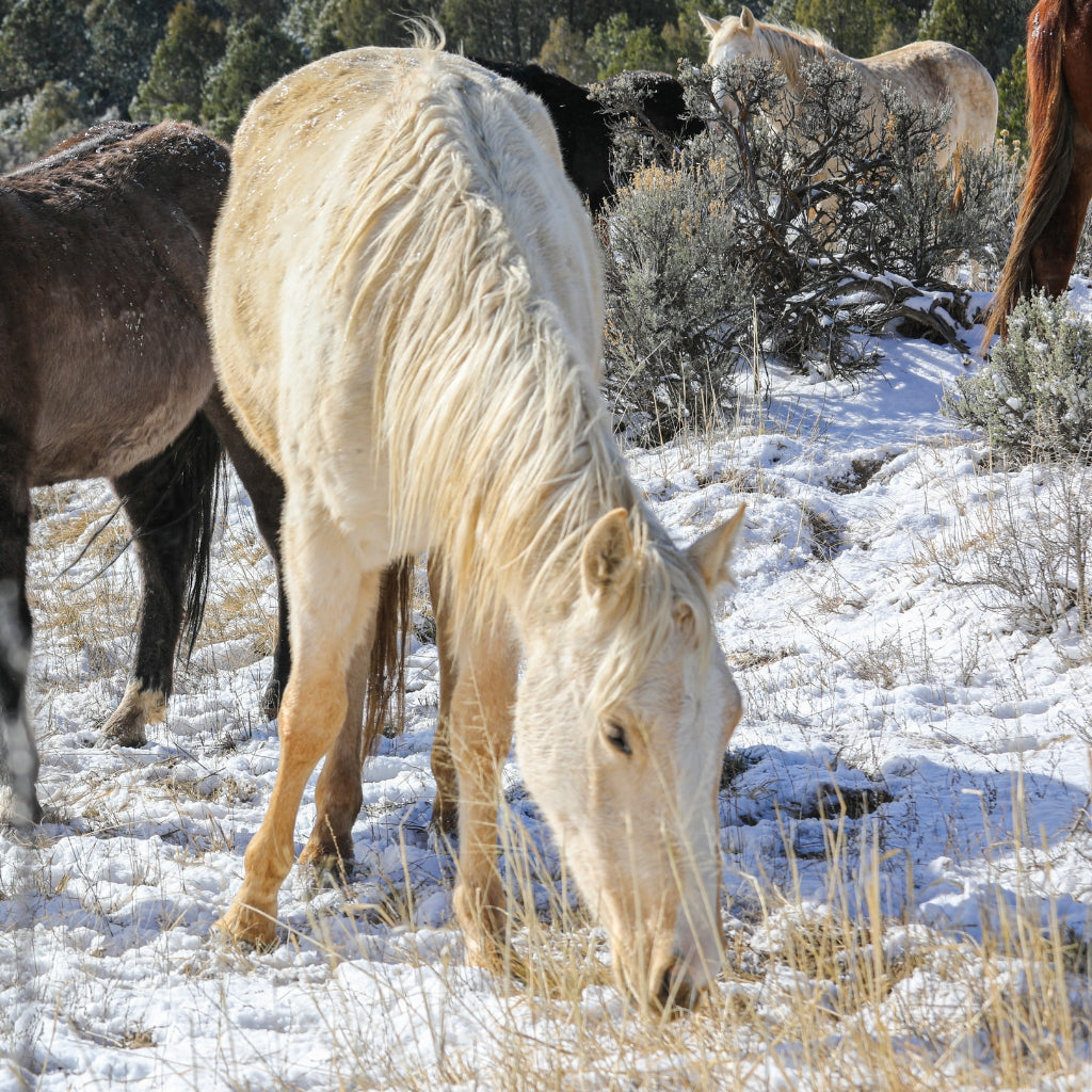 Willow the Alpine Mare