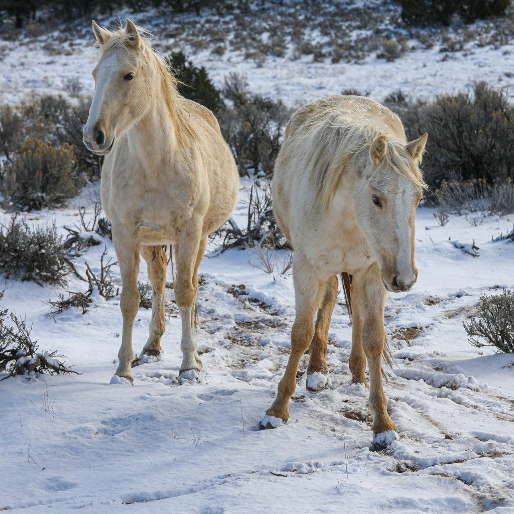 Willow the Alpine Mare