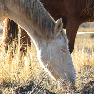 Azura the Alpine Mare