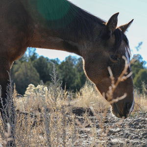 Raina the Alpine Mare