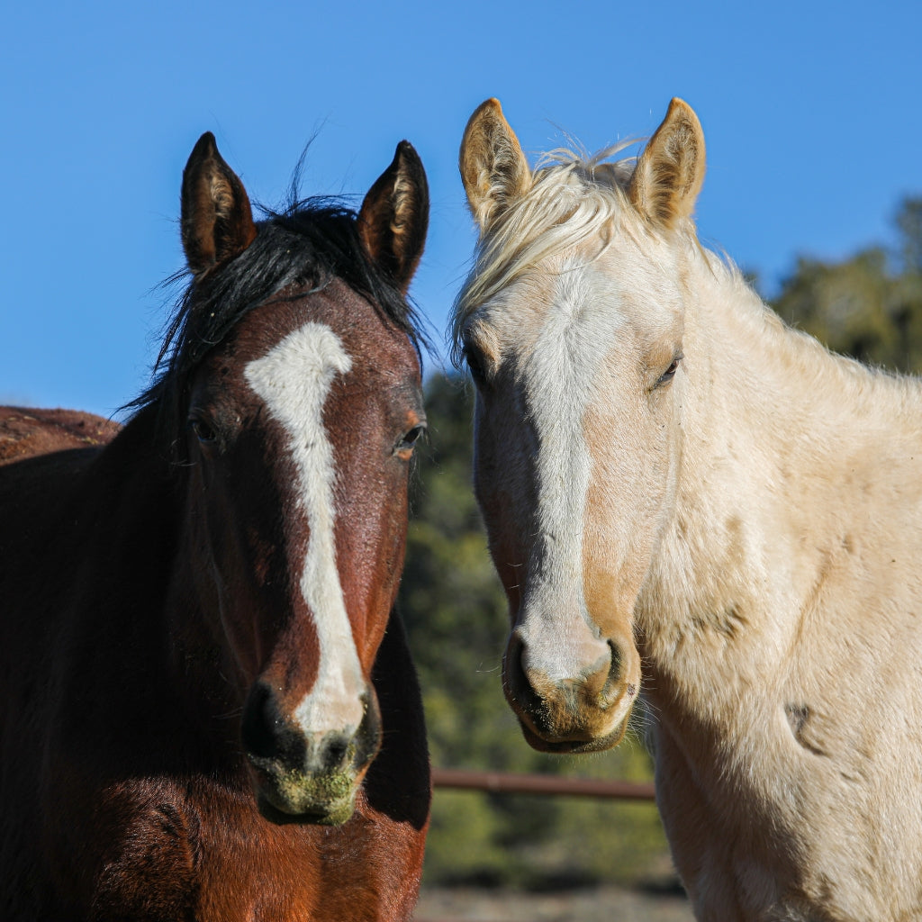 Willow the Alpine Mare