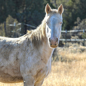 Azura the Alpine Mare