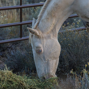 Azura the Alpine Mare