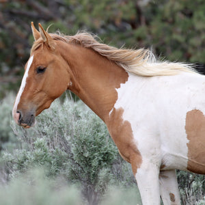 Petunia the South Steens Mare