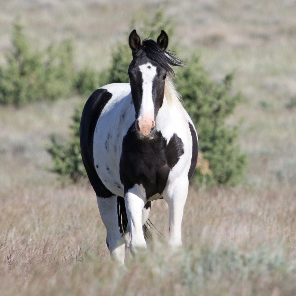 Dahlia the South Steens Mare