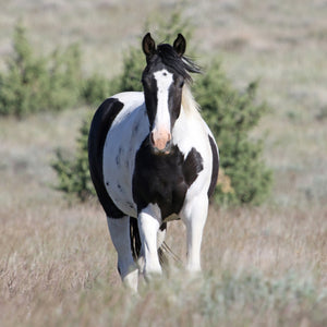 Dahlia the South Steens Mare