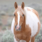 Load image into Gallery viewer, Petunia the South Steens Mare
