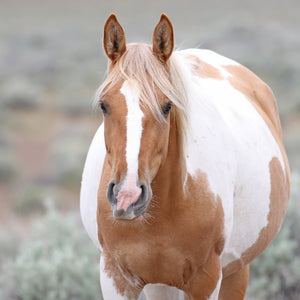 Petunia the South Steens Mare