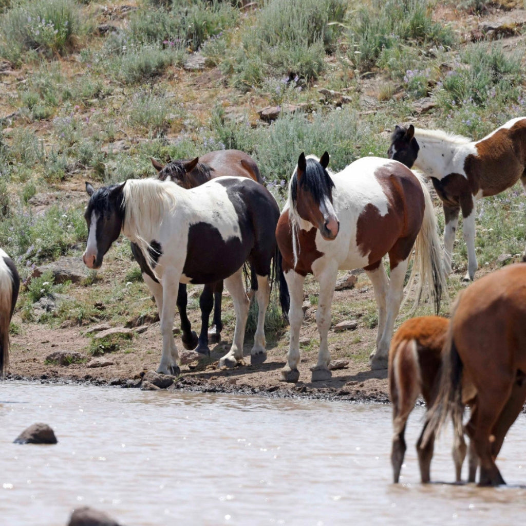 Dahlia the South Steens Mare