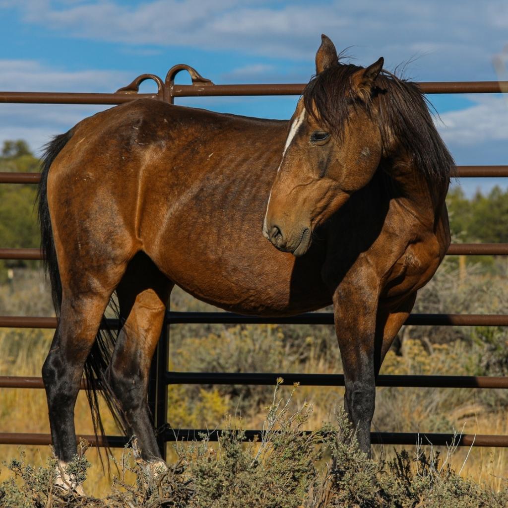 Raina the Alpine Mare