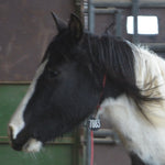 Load image into Gallery viewer, Dahlia the South Steens Mare
