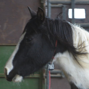 Dahlia the South Steens Mare