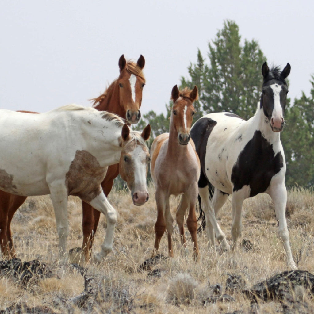 Dahlia the South Steens Mare