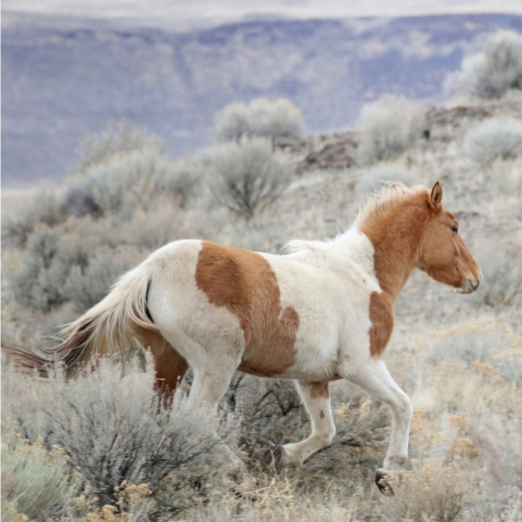 Petunia the South Steens Mare