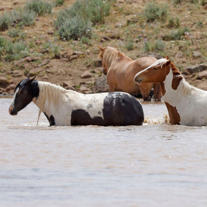 Dahlia the South Steens Mare