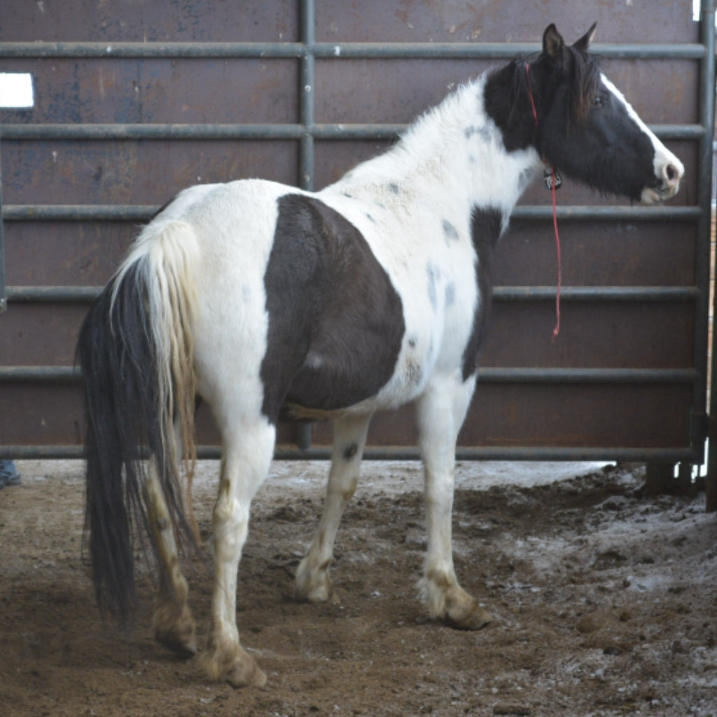 Dahlia the South Steens Mare