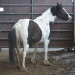 Load image into Gallery viewer, Dahlia the South Steens Mare
