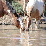 Load image into Gallery viewer, Petunia the South Steens Mare
