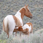 Load image into Gallery viewer, Petunia the South Steens Mare
