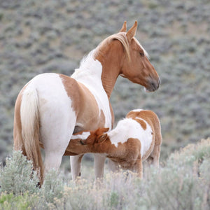 Petunia the South Steens Mare