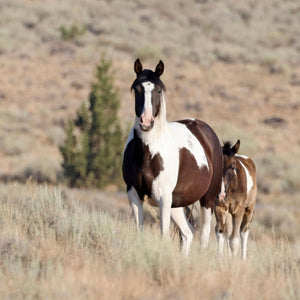 Dahlia the South Steens Mare